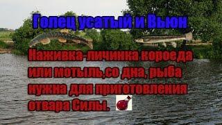 РР3|Голец усатый и Вьюн|Отвар силы