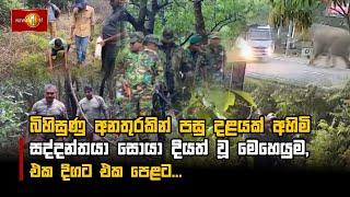 බිහිසුණු අනතුරකින් පසු දළයක් අහිමි සද්දන්තයා සොයා දියත් වූ මෙහෙයුම, එක දිගට එක පෙළට...