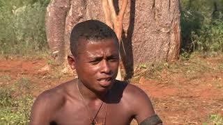 Baobabs, réservoirs de vie à Madagascar