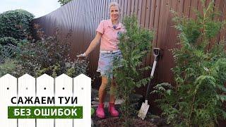 Не сажайте хвойные, пока не посмотрите это видео! Как вырастить идеальные туи и избежать ошибок?