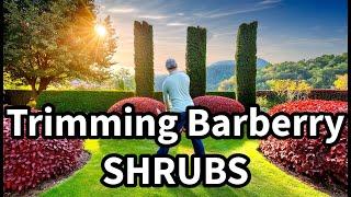 Shrub Plants:  How to Trim Barberry Bushes like a Pro #shrubs #trimming #howto