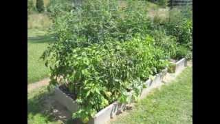 Garden Update #3 - First Cherry Tomato Harvest - Raised bed container square foot gardening