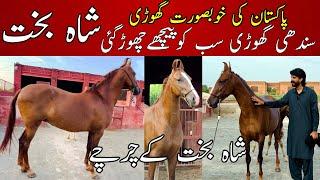 Most beautiful Desi Mare of Pakistan || Rizvi stud Farm part 2 Gujranwala || شاہ بخت گھوڑی کےچرچے