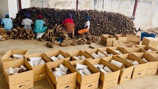 How To Make Millions From Exporting Yam From Ghana | Details For Beginners