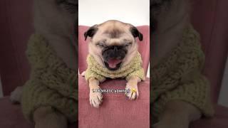 The different NOISES my PUG makes #dog #pug #funny #cute