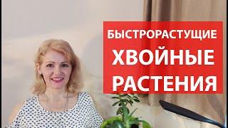 Быстрорастущие хвойные деревья и кустарники