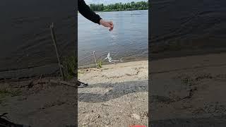 Рыбалка  в России #discover #Russian #river #province #fishing #улов  #beach #рыбак #рыбалка #отдых