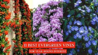 11 Best Evergreen Vines for Year-Round Interest #vines #creepers #vine