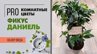 Фикус Даниэль из семейства Бенджамина | Как обрезать , чтобы сформировать пышное комнатное дерево