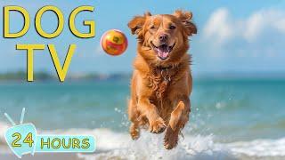 DOG TV: Best Videos for Dogs to Prevent Boredom When Home Alone - Best Anti-Anxiety Dogs Music