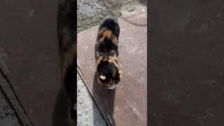 Весенние мотивы