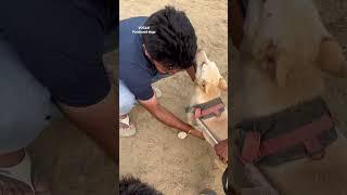 Mr jaggu on wheels #paralysed #dog #paralyseddog #vosah