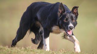 Nan.. 21 months old.. lot 15 Skipton Online Auction 27-29 January.