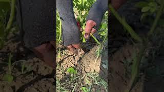 the rose grafting process