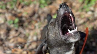 Stark Outdoors Coon hunt with ThunderSport Cur and Walkers #shorts