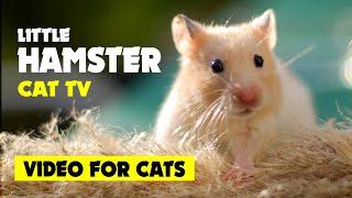 VIDEO FOR CATS to watch Cat TV  LITTLE HAMSTER on screen