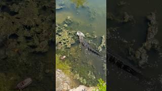Alligator Chases And Eats Lizard #alligator #wildanimals