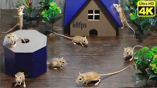 CAT GAMES on Screen - Mice Hide & Seek  | 4K UHD 60fps Mouse Entertainment Video for Cats to Watch