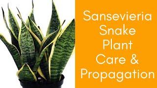 Sansevieria Snake Plant PROPAGATION care and BENEFITS of Mother in law's tongue -Moody Blooms