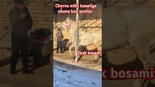 Chorva miks kanaliga obuna bop qoyilar qadrdonlar