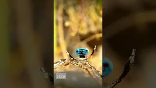 Maratus Flavatus- Spiderbeauty