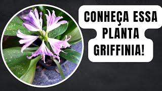 GRIFFINIA! Conheça mais sobre essa planta!