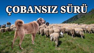 ÇOBANSIZ SÜRÜ KANGALLARA VE BİR EŞEĞE EMANET !! HD BELGESEL