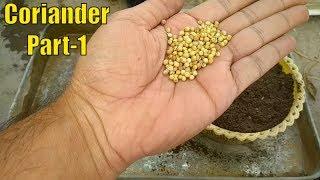 How to Grow Coriander in Pot | Part-1