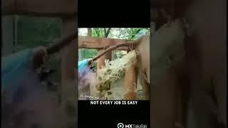 #funny #funnyvideo