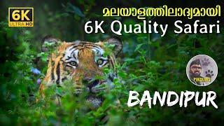 Inside Bandipur National Park | Animal paradise of South India | Karnataka JLR Forest Safari in 6K