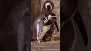  New penguins at the Zoo SP #nature