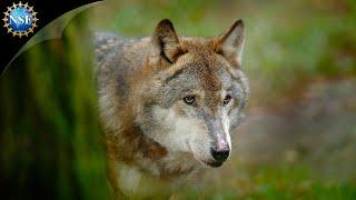 The WOLVES of Yellowstone | Science Nation