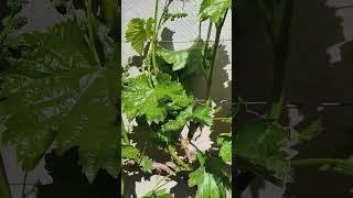 Полное видео уже на канале! #виноград #grape #garden #формировка #подвязание #подвязка