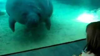 Manatee nose smush with honk sound effect