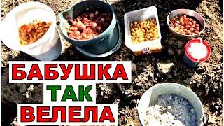 Бабушка учила- сделай 3 важных дела с луком при посадке и он тебя порадует своим урожаем