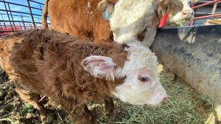 Miniature Hereford cow, Adalida, giving birth