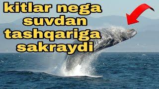 Китларнинг нега сувдан ташкарига сакраб шовкин килишларини биласизми?