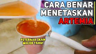 CARA MENETASKAN ARTEMIA YANG BAIK DAN BENAR! BREEDER IKAN WAJIB TAHU! JANGAN SAMPAI SALAH CARA!