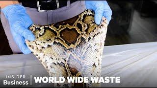 How People Profit Off Invasive Species | World Wide Waste Marathon | Business Insider