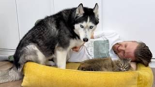 What Happens When My HUSKY Chases Me Into the Dog Bed? CATS are Thrilled