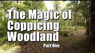 Exploring an Oak and Hazel Coppiced Woodland in West Sussex - Pt 1