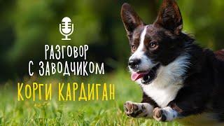 Разговор с заводчиком: вельш-корги кардиган / отличия от пемброк / маленькая овчарка