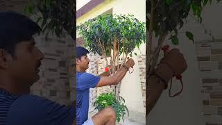 ficus plant pruning How to merge two branches into one