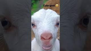 Cute goat ️#reelskiduniya #funny #cute #goat #expensive #reels #shorts #shortvideo