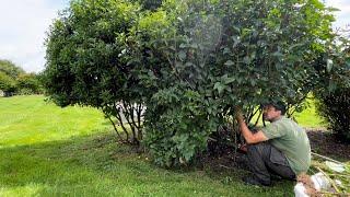 Continuing the Tidy-up of the shrubs that had Giant Brambles Taking Over them!(Part 2)