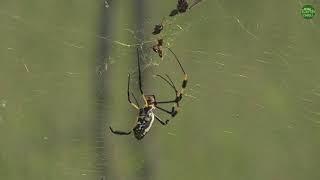 A golden orb web spider catches its prey