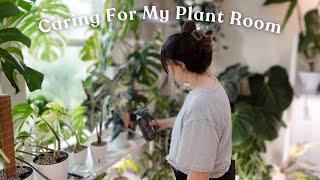 Spend a Planty Afternoon With Me Caring For My Plant Room 