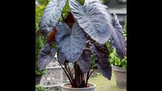 Colocasia esculenta 'Black Coral'। A Striking Foliage Plant at Agri Aqua Bd।