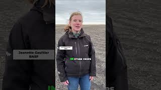 Managing volunteer corn