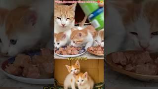 A Sweet & Playful Cat Family  | Three Cute Kittens Growing Up with Mom’s Love 